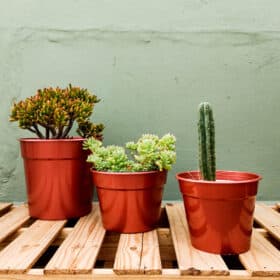 Maceta Clásica 32-Colores Clasicos - Imagen 4