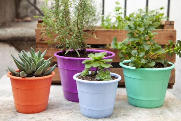 Maceta Facetado 12 - Colores Pasteles - Imagen 5