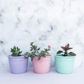 Maceta Simil 10 - Colores Bebé - Imagen 5