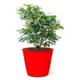 Maceta Simil 35 - Colores fuertes - Imagen 4