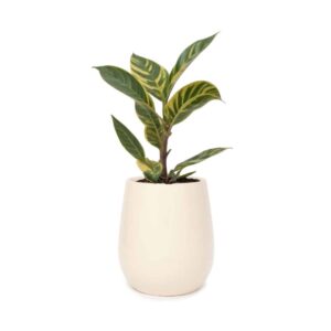 Maceta Uovo Chica Marfil - Imagen 2