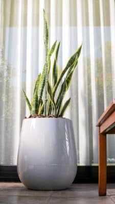 Maceta Uovo Mediana Cemento - Imagen 6