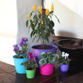 Maceta Simil 12 - Colores fuertes - Imagen 4