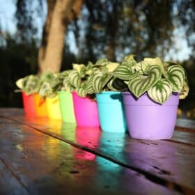 Maceta Simil 16 - Colores fuertes - Imagen 6