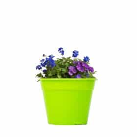 Maceta Clásica 12 - Colores Fuertes - Imagen 2