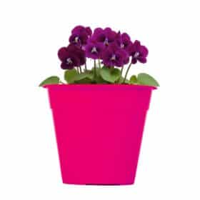 Maceta Clásica 21-Colores Fuertes - Imagen 2