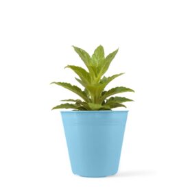 Maceta Clásica 10 - Colores Pasteles - Imagen 2