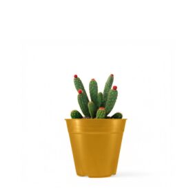 Maceta Clásica 8 - Colores Brillantes - Imagen 2