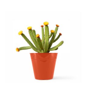 Maceta Clásica 8-Colores Clasicos - Imagen 2