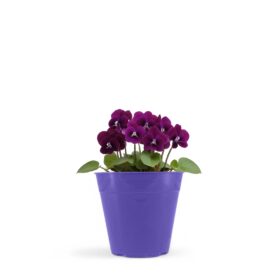 Maceta Clásica 8-Colores Fuertes - Imagen 2