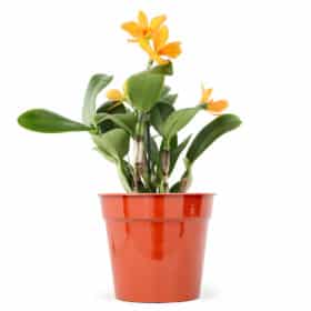 Maceta Clásica 32-Colores Clasicos - Imagen 2