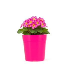 Maceta Clásica 6 - Colores Fuertes - Imagen 2