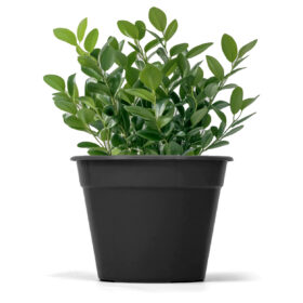 Maceta Clásica 16-Colores Clasicos - Imagen 2