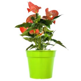 Maceta Clásica 32-Colores Fuertes - Imagen 2