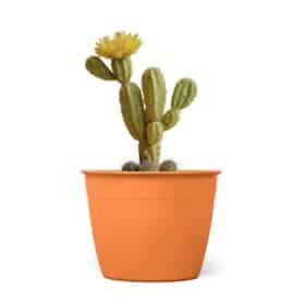 Maceta Simil 16 - Colores Clasicos - Imagen 2