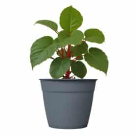 Maceta Simil 35 - Colores Clasicos - Imagen 2