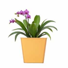 Maceta Cuadrada 20 - Colores Brillantes - Imagen 2