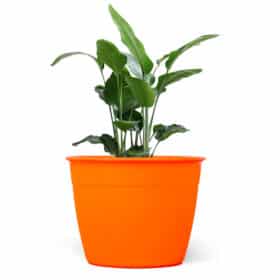 Maceta Simil 24 - Colores fuertes - Imagen 2