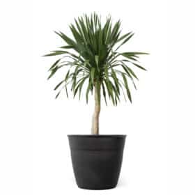 Maceta Simil 40 - Colores Clasicos - Imagen 2