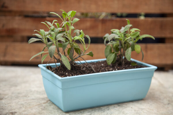 Maceta Jardinera Mini 20 - Colores Bebé - Imagen 6