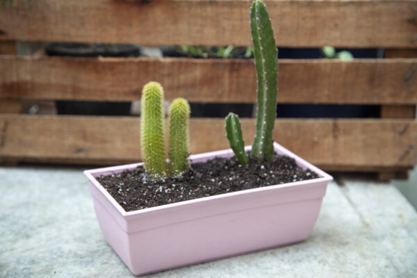 Maceta Jardinera Mini 20 - Colores Bebé - Imagen 7