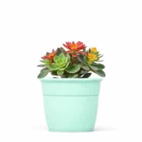 Maceta Simil 12 - Colores Bebé - Imagen 2