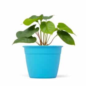 Maceta Simil 16 - Colores fuertes - Imagen 2