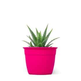 Maceta Simil 10 - Colores fuertes - Imagen 2