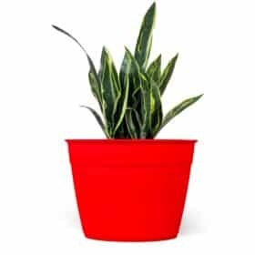 Maceta Simil 28 - Colores fuertes - Imagen 2