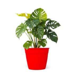 Maceta Simil 35 - Colores fuertes - Imagen 2