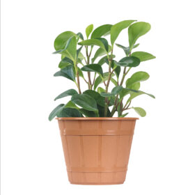 Maceta Facetado 21 - Línea Woods - Imagen 2