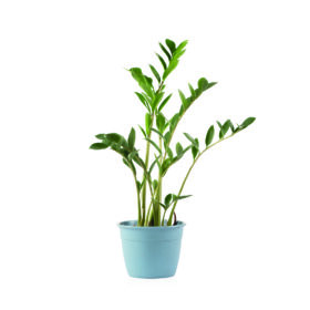 Maceta Simil 20 - Línea Woods - Imagen 2