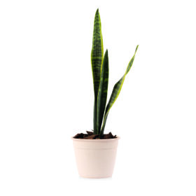 Maceta Simil 12 - Línea Woods - Imagen 2