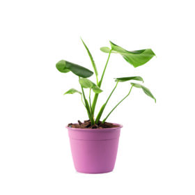 Maceta Simil 24 - Línea Woods - Imagen 2